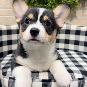 Pembroke Welsh Corgi