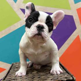 French Bulldog