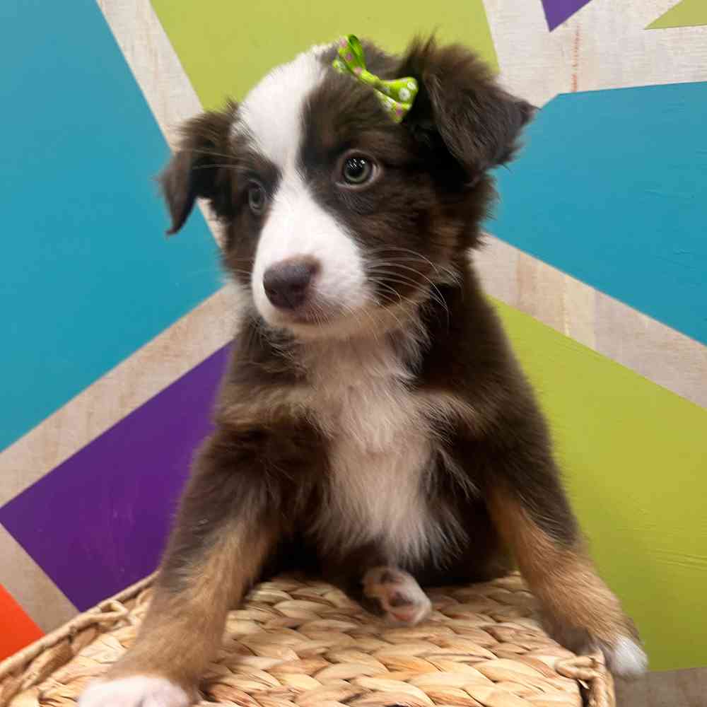 carousel pet images