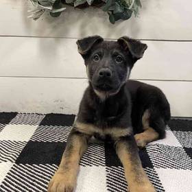 German Shepherd