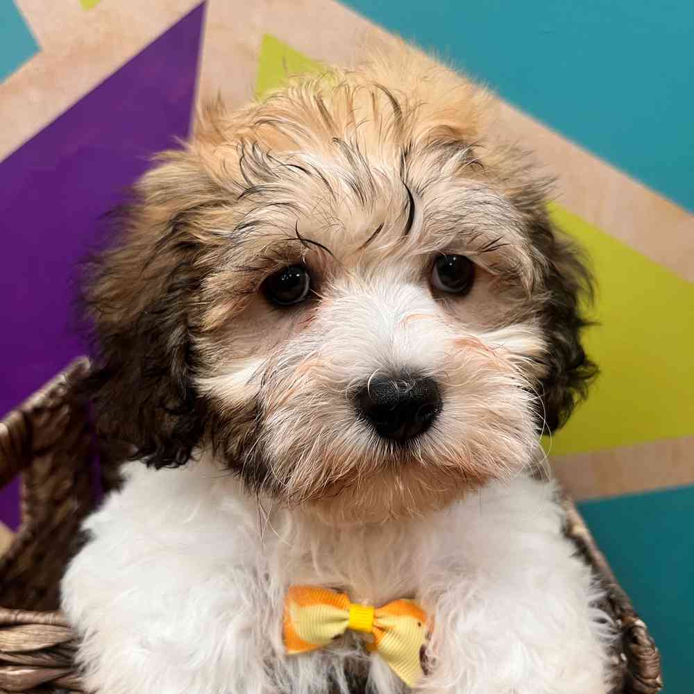 carousel pet images