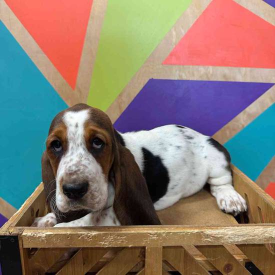 Basset Hound