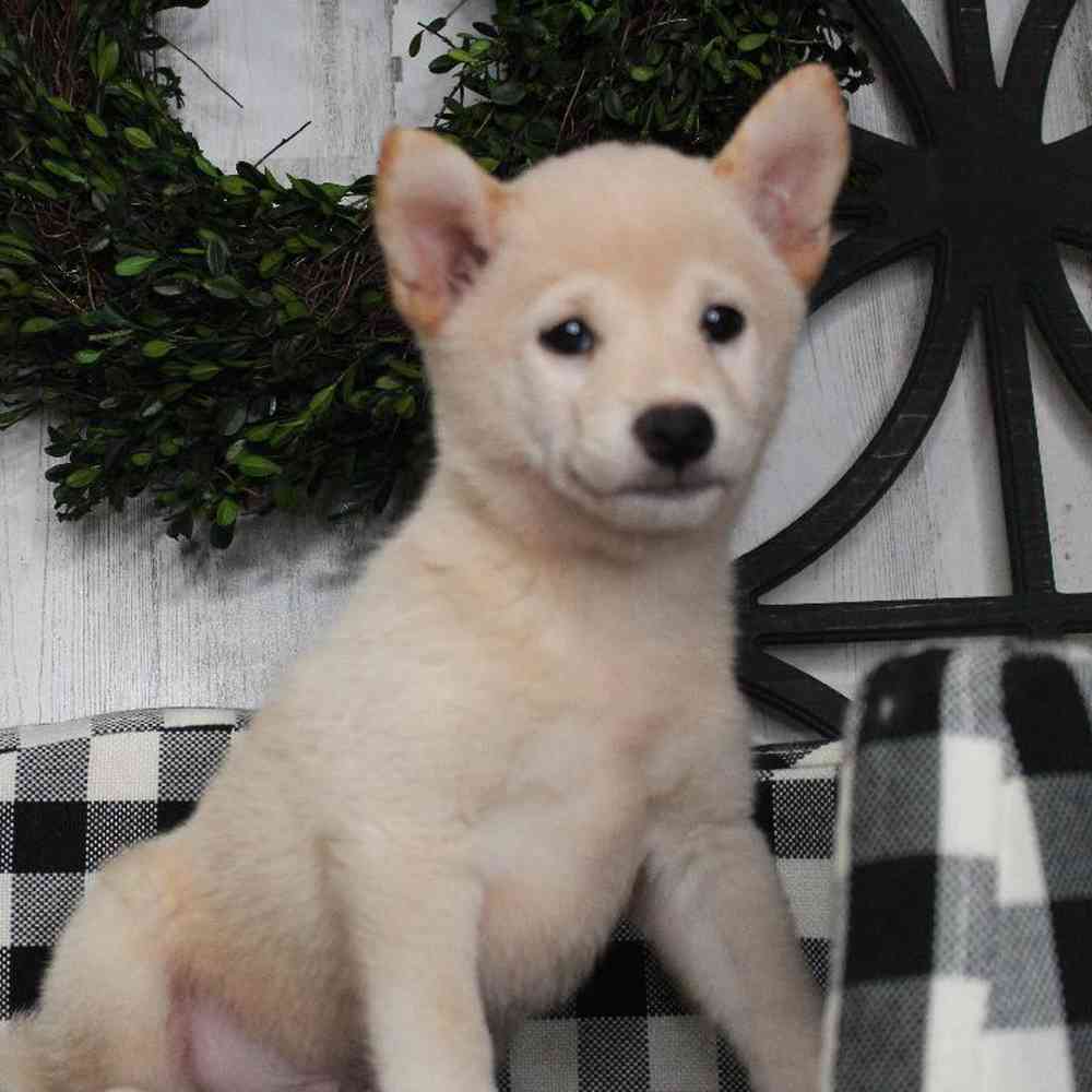 Male Shiba Inu Puppy for sale