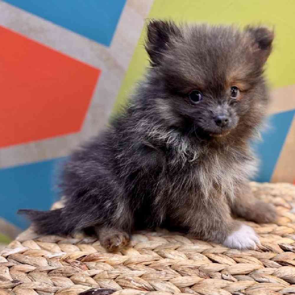 Image of a pet breed in the gallery
