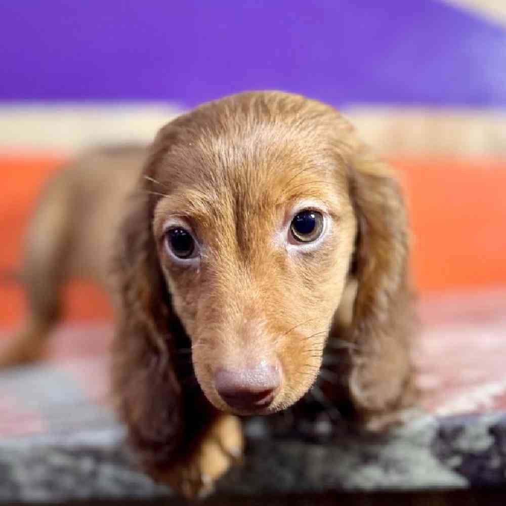 Male Dachshund Puppy for Sale in Rogers, AR