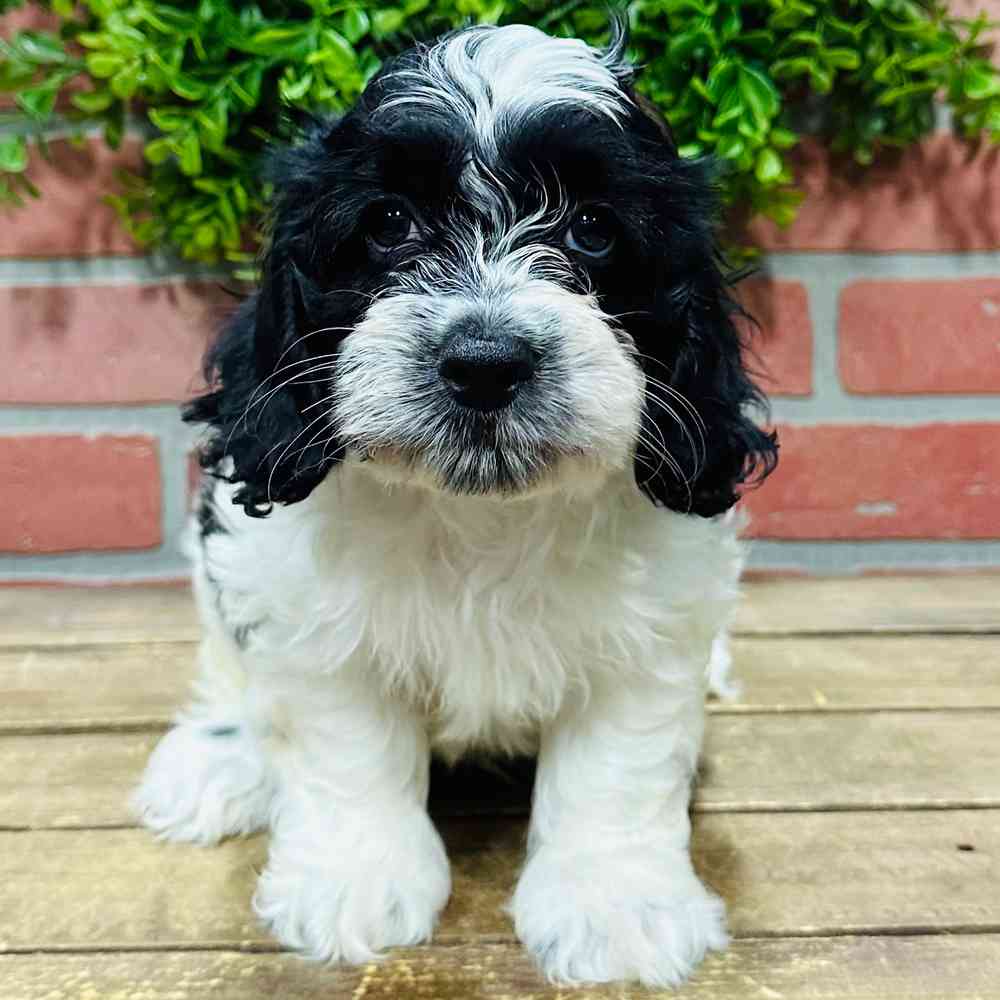 carousel pet images