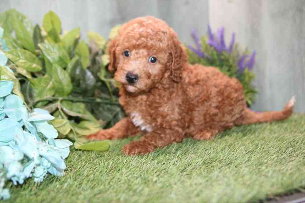 carousel pet images