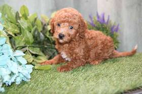 Moyen Poodle