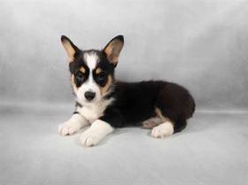 Pembroke Welsh Corgi