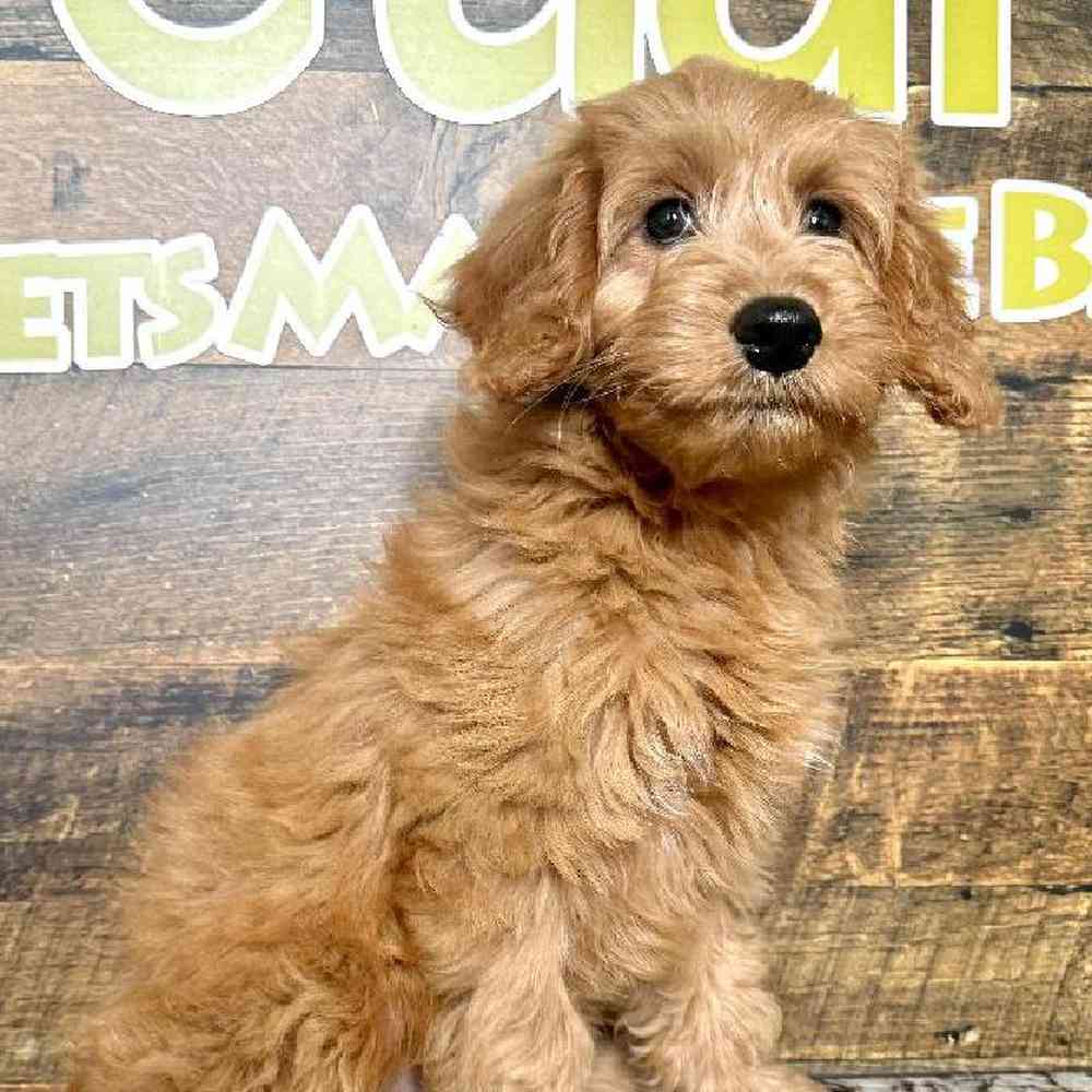 carousel pet images