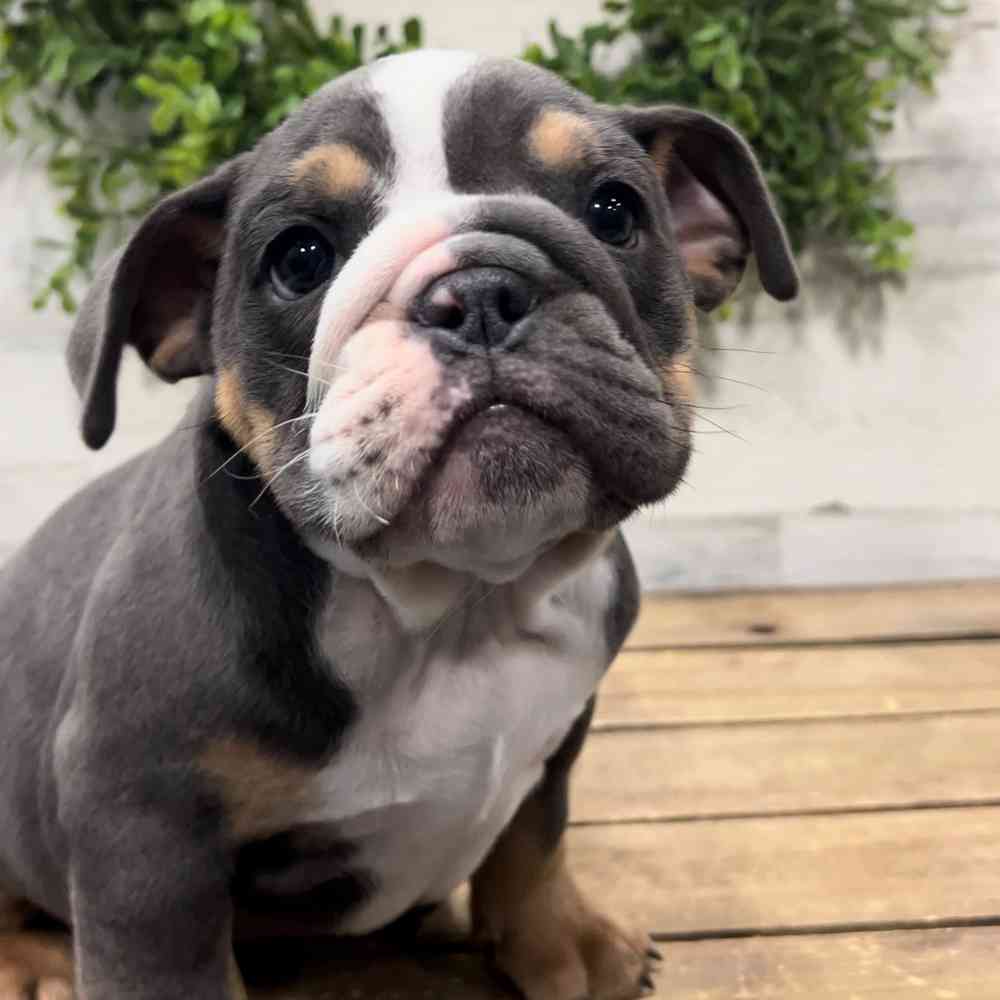 carousel pet images