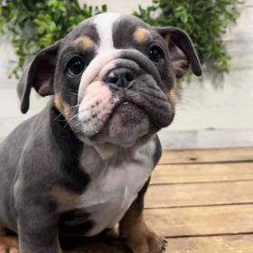 English Bulldog