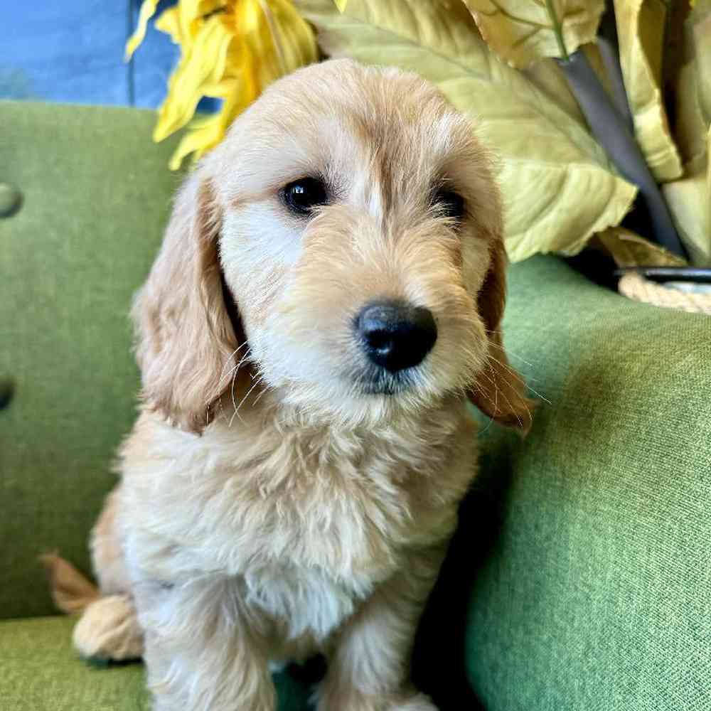carousel pet images