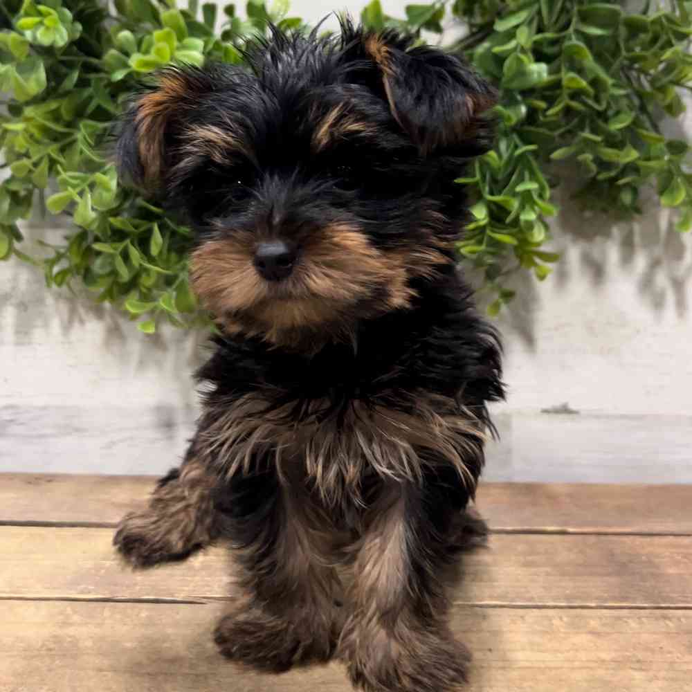 Black yorkie puppies for sale cheap