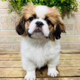 Pekingese