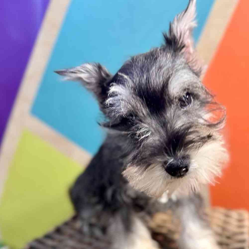 Image of a pet breed in the gallery