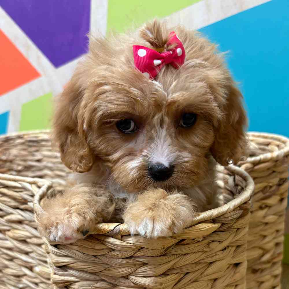 carousel pet images