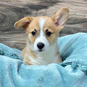 Pembroke Welsh Corgi