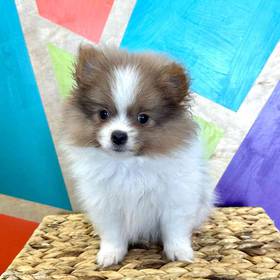 Pomeranian