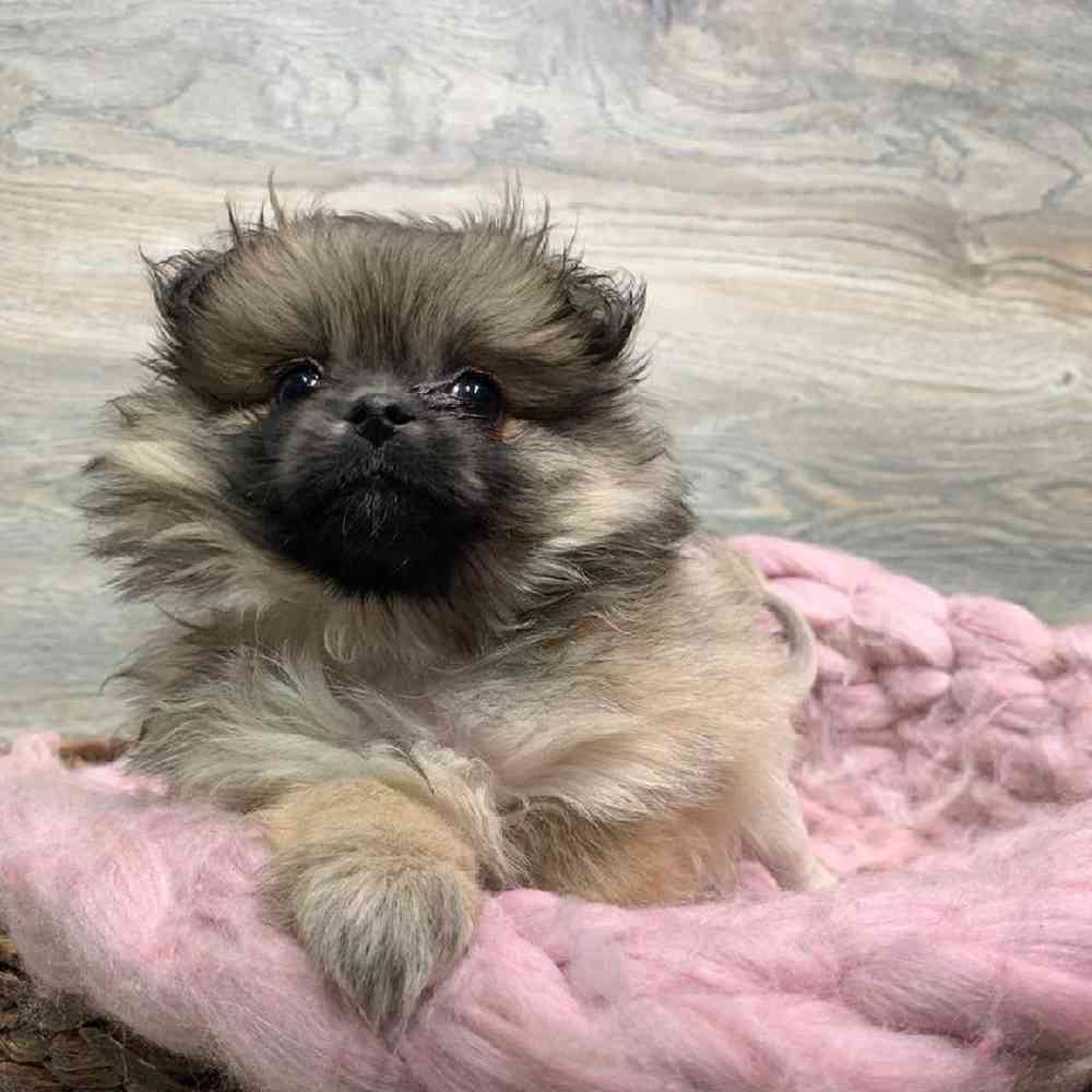 carousel pet images