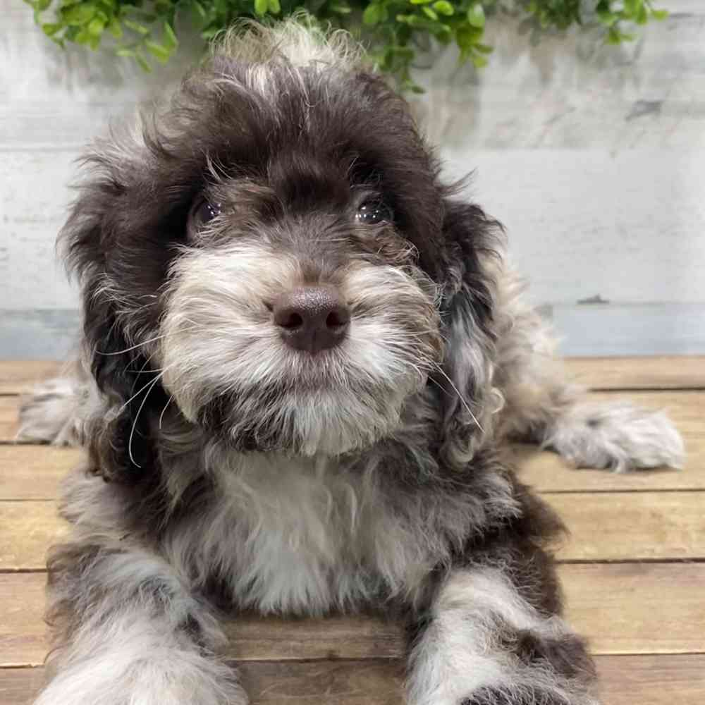 carousel pet images