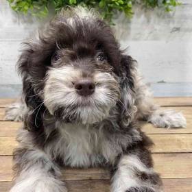 Cockapoo
