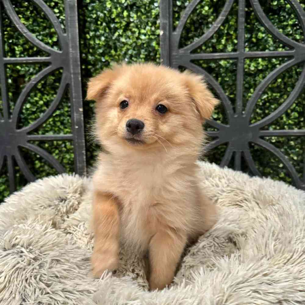 carousel pet images