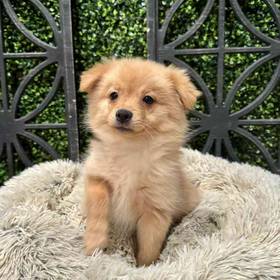 Pomeranian