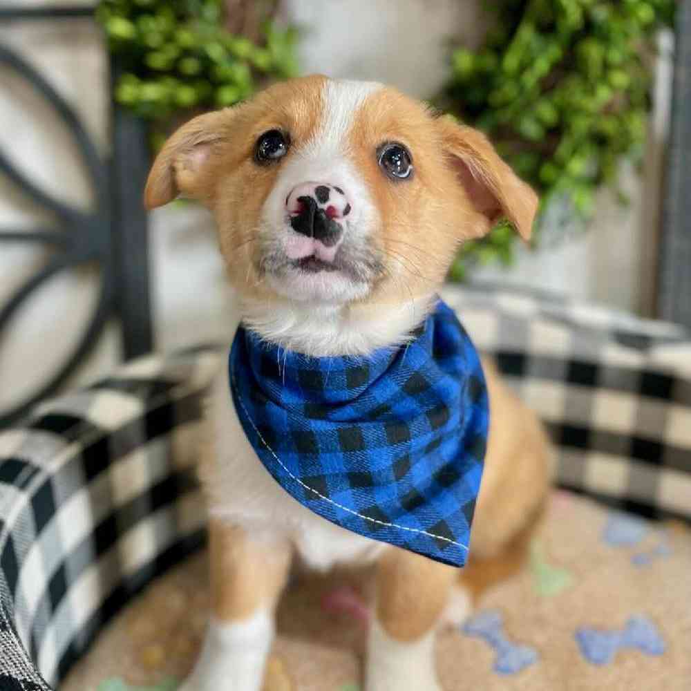 carousel pet images