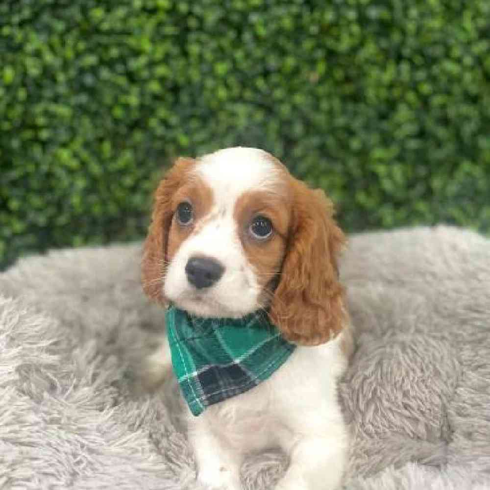 carousel pet images