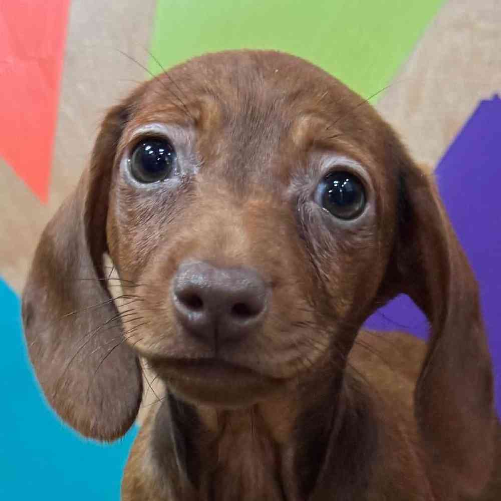 Image of a pet breed in the gallery