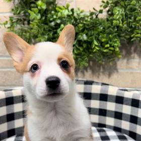 Pembroke Welsh Corgi