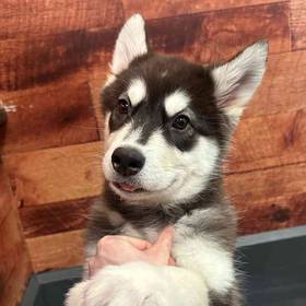 Alaskan Malamute