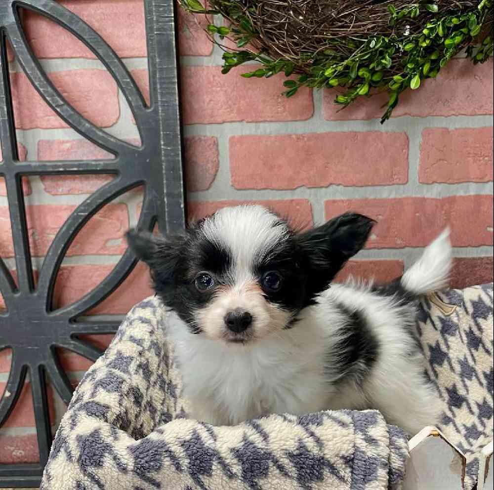 Male Papillon Puppy for Sale in Rogers, AR