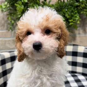 Cavapoo