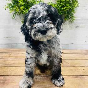 Cockapoo