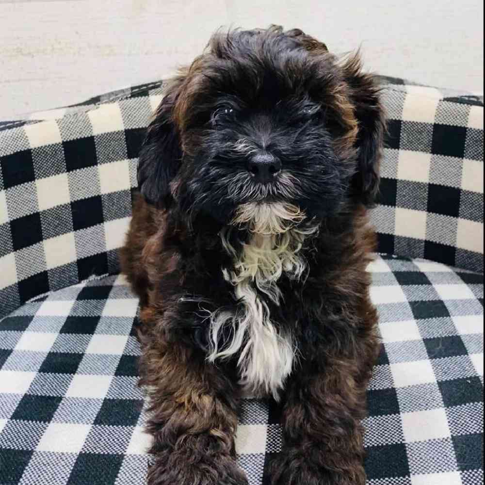 Female Shih-Poo Puppy for sale