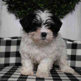 Maltipoo