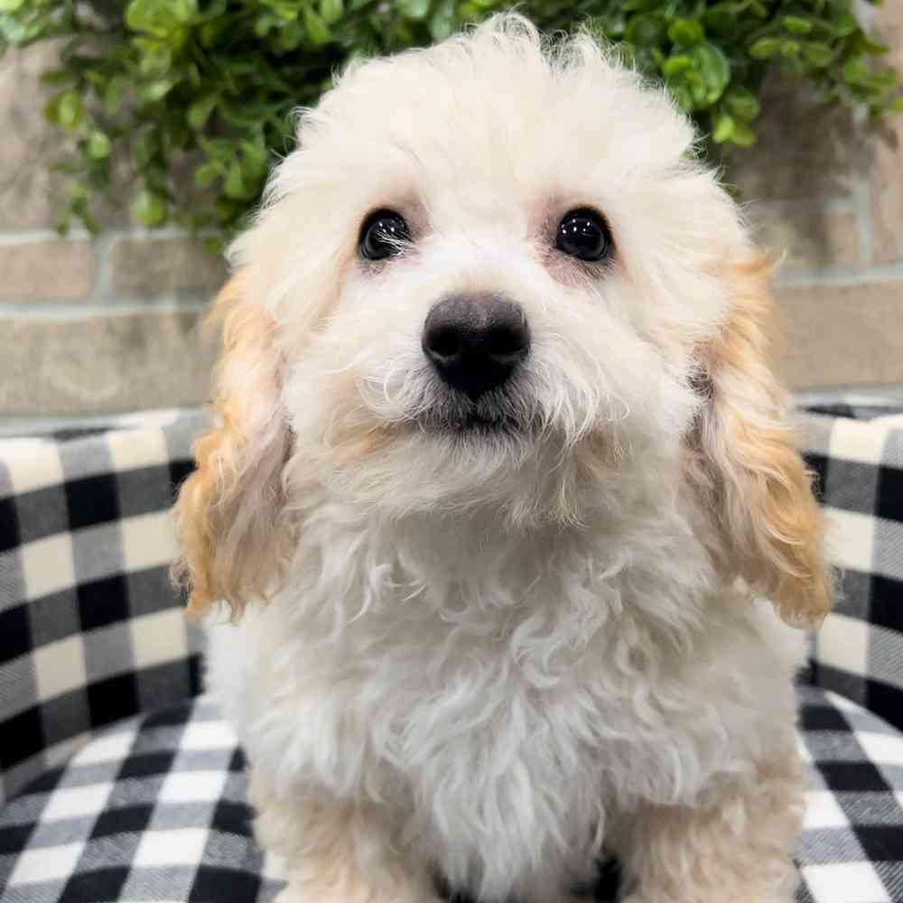 carousel pet images