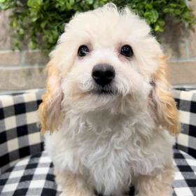 BichonPoo
