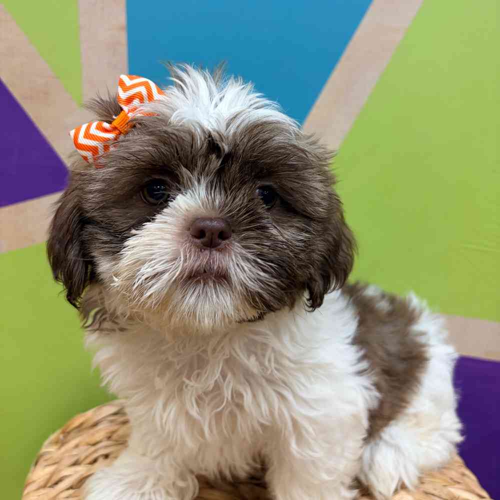 Image of a pet breed in the gallery