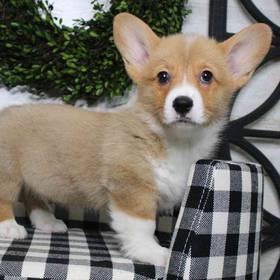 Pembroke Welsh Corgi