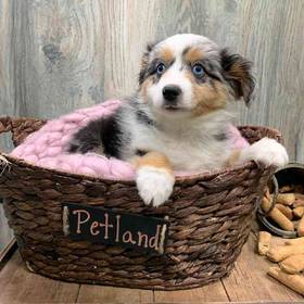 Mini Aussie