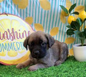 English Mastiff