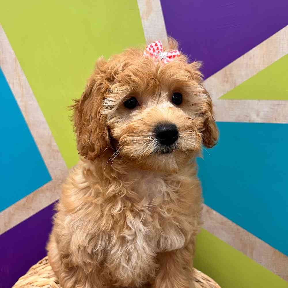 carousel pet images