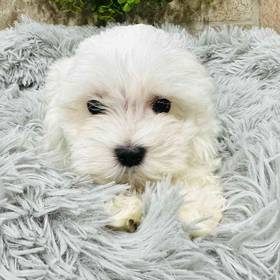 Maltese