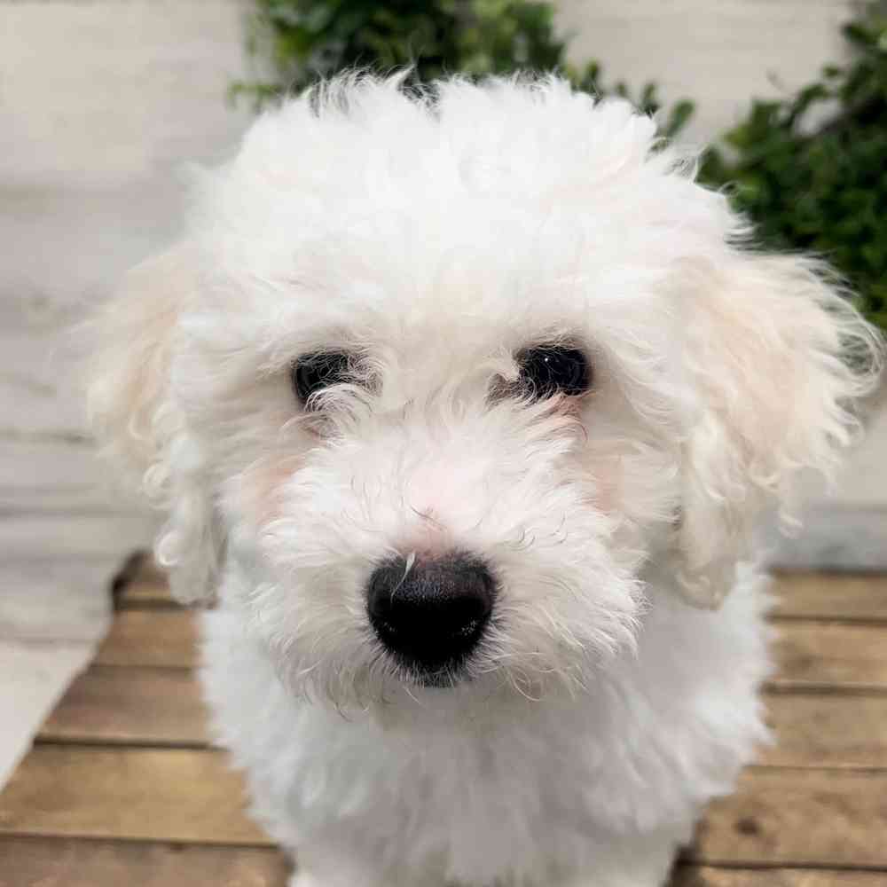 carousel pet images