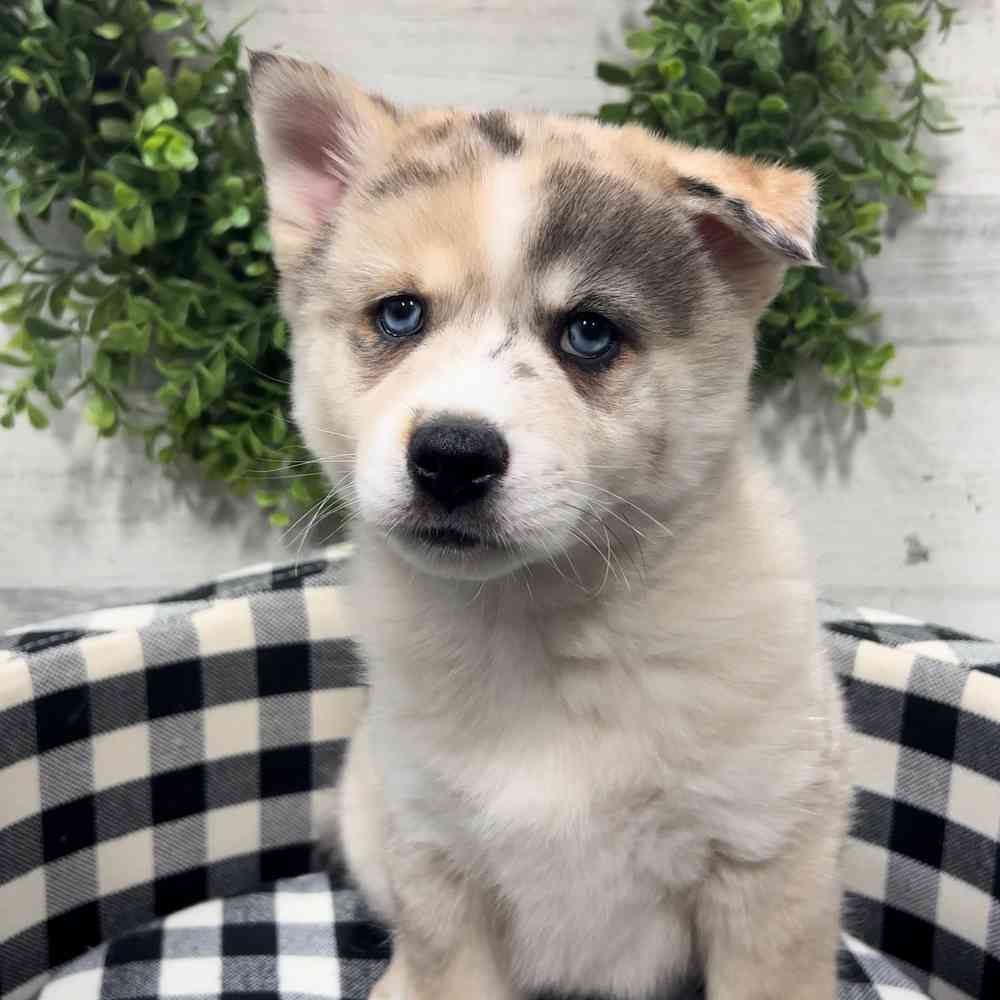 carousel pet images