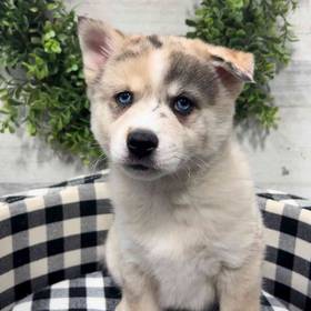 Pomsky