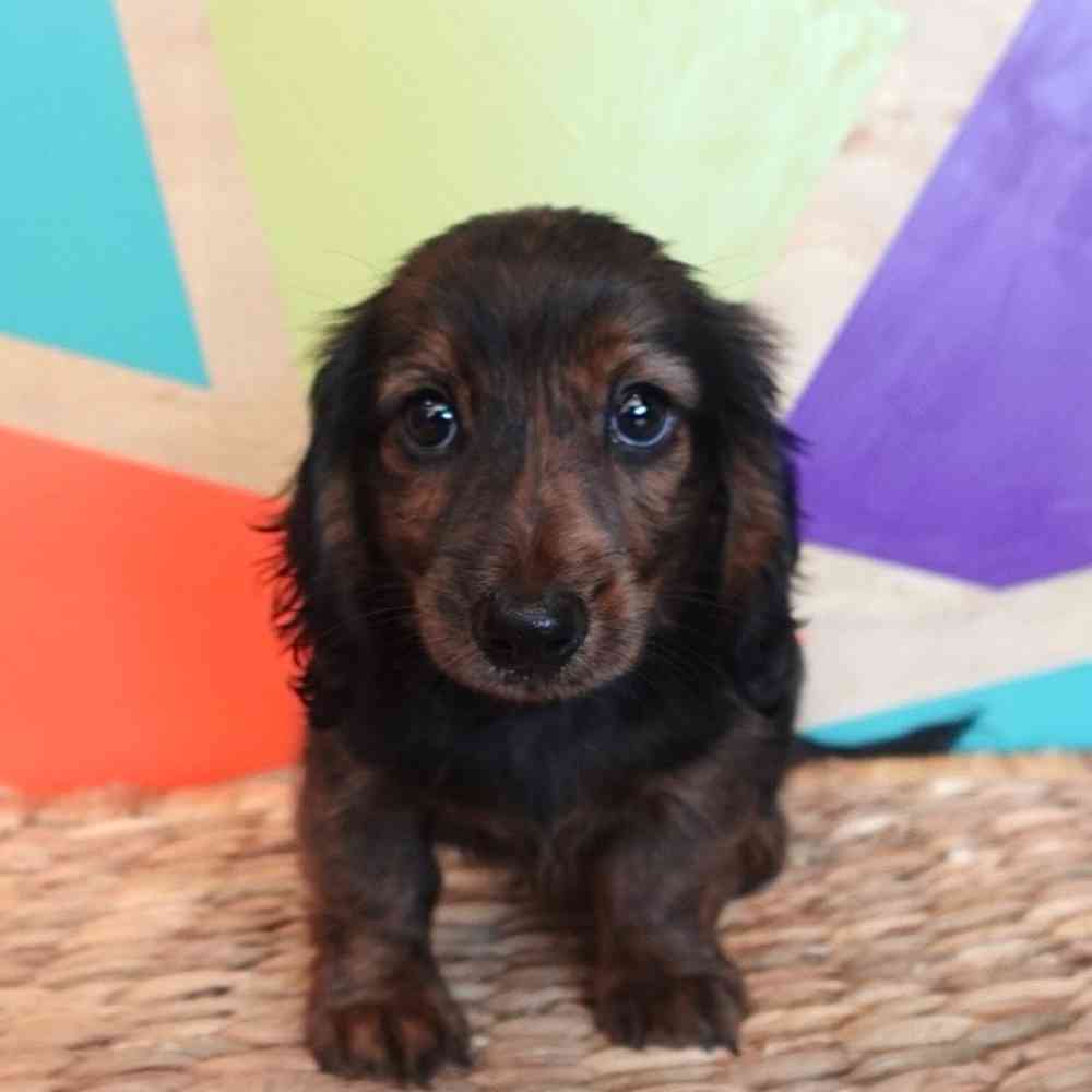Image of a pet breed in the gallery
